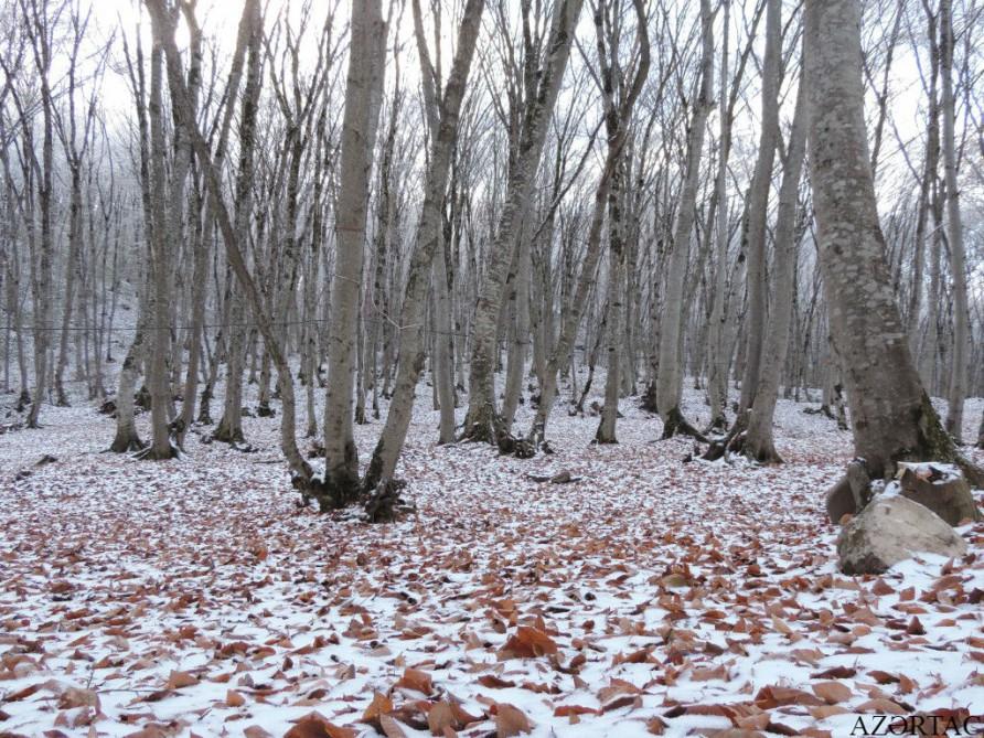 Qəçrəşin “qış nağılı”