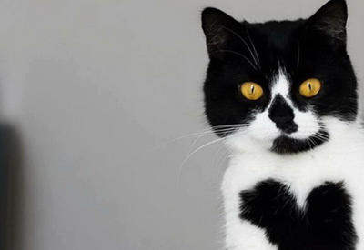 У этой кошки сердце на груди, и это очаровательно <span class="color_red">- 5 ФОТО</span>