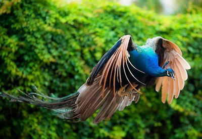 Редкие и чарующие фотографии павлина в полете <span class="color_red">- 8 ФОТО</span>