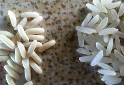 Набери рис в ложку и подожги его. Если увидишь это, есть его нельзя ни в коем случае