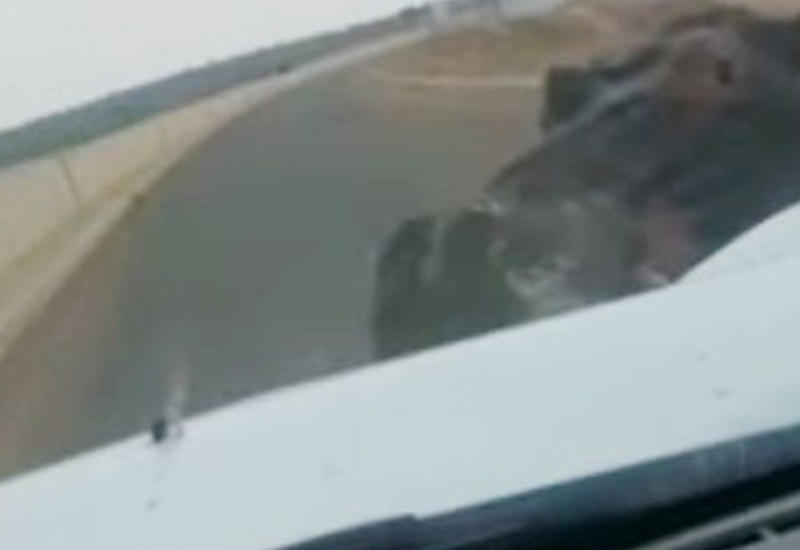 Разъяренный бегемот напал на автомобиль и привел водителя в ужас