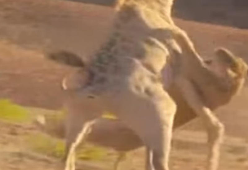 BBC опубликовала редчайшее видео схватки жирафа и львицы