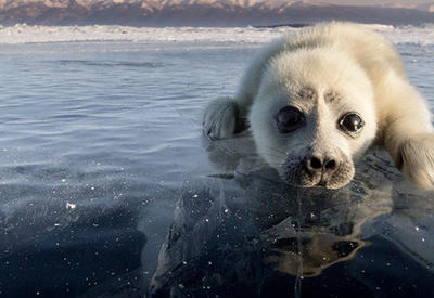 Фотограф 3 года пытался сфотографировать тюленя на Байкале, пока не встретил этого малыша <span class="color_red">- 7 ФОТО</span>
