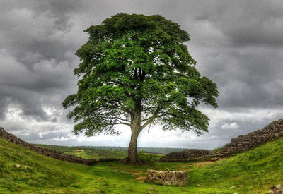 Самые известные в мире деревья, прославившиеся в кино, музыке и живописи