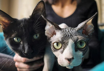 В Канаде мошенники бреют обычных котят и продают их по $700, выдавая за сфинксов