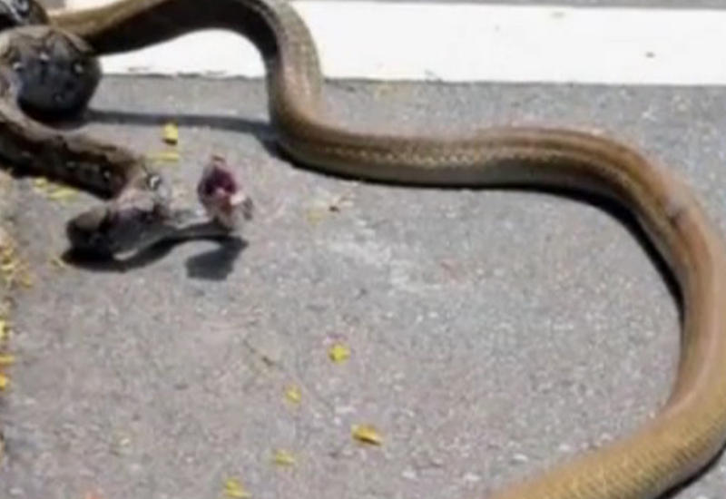 Схватка титанов: королевская кобра против питона