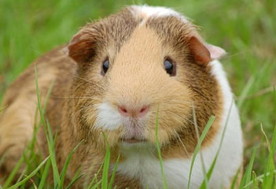 Так вот почему морская свинка так называется! - 6 ФОТО