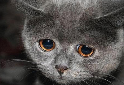 Как кошки чувствуют скорую смерть человека