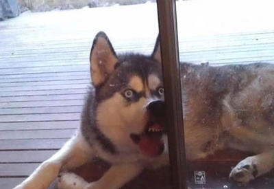 18 великолепных фотографий хаски, от которых вы будете без ума