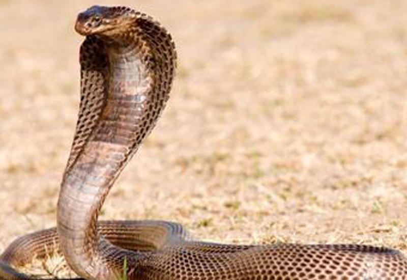 Заклинатель поймал огромную кобру голыми руками и усыпил ее