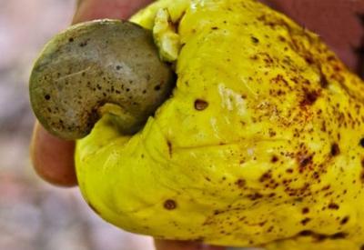 Миллионы людей едят это каждый день. Но никто понятия не имеет, как выглядит этот продукт до обработки <span class="color_red"> - ВИДЕО</span>