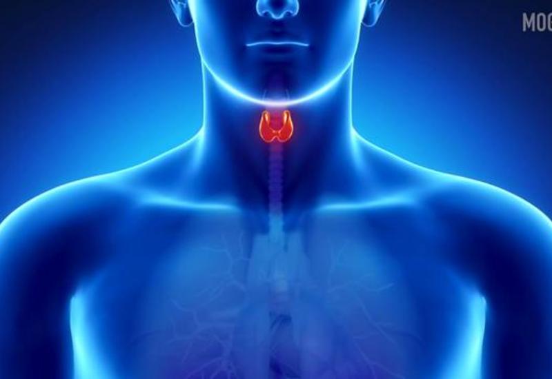 12 важных фактов о человеческом теле