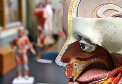 10 фактов о человеке, которые вы могли до сих пор не знать