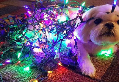 Животные в ожидании Рождества и Нового года <span class="color_red"> - 20 ФОТО</span>