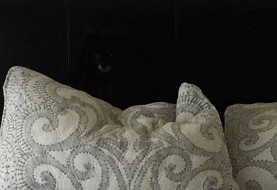 Пользователи Интернета в недоумении! Что скрывается на этой картинке? <span class="color_red"> - 5 ФОТО</span>