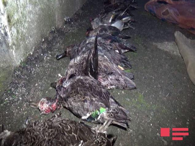 Cəlilabadda qanunsuz ov edən şəxslər saxlanılıb