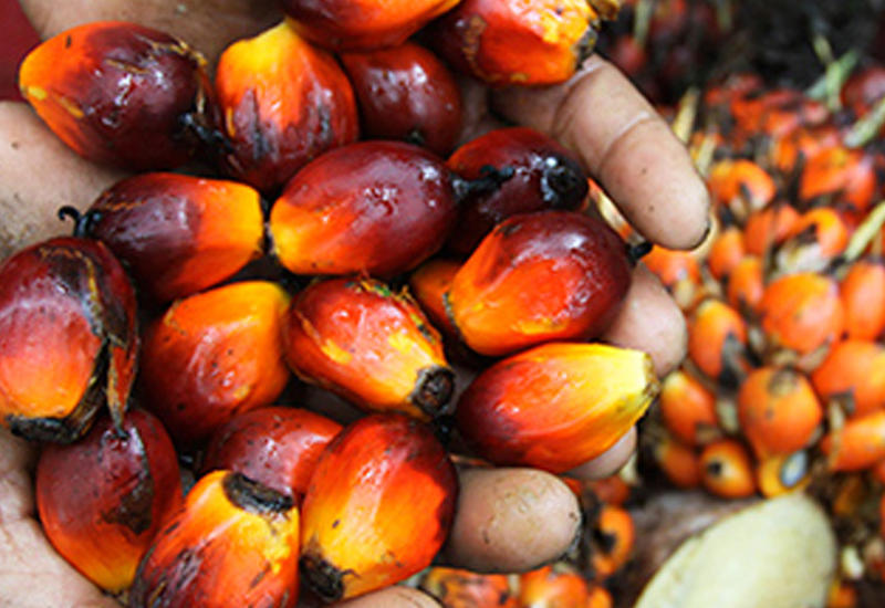 Названы способствующие распространению раковых метастазов продукты