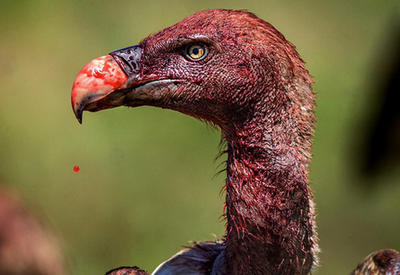 23 лучших фото 2016 года по версии National Geographic