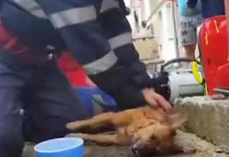 Поступок пожарного вызвал восхищение у пользователей соцсетей