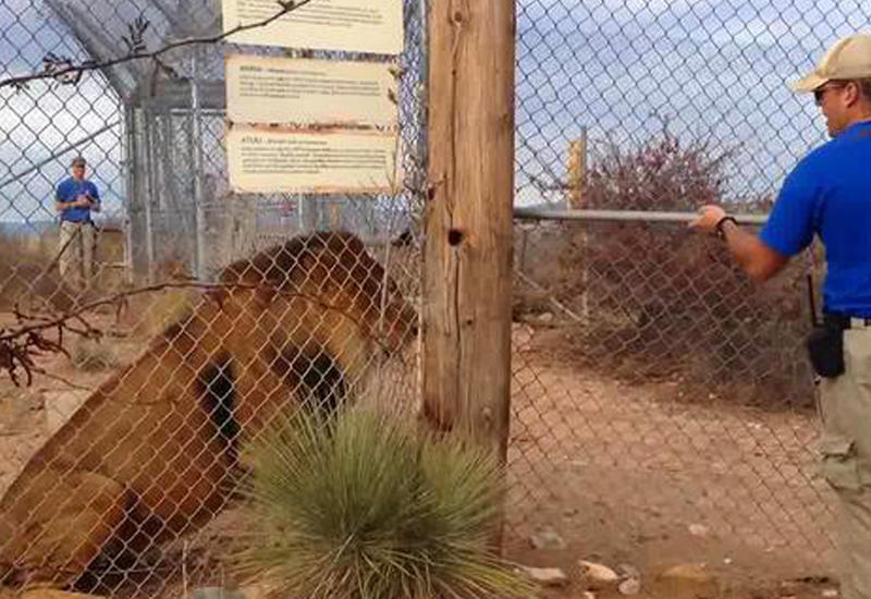 Во время показательной экскурсии гид чуть не стал жертвой льва
