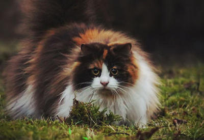 20 фотографий самых пушистых котиков на планете