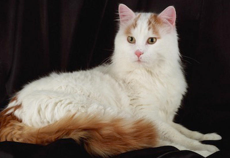 Названы 5 самых редких пород кошек в мире