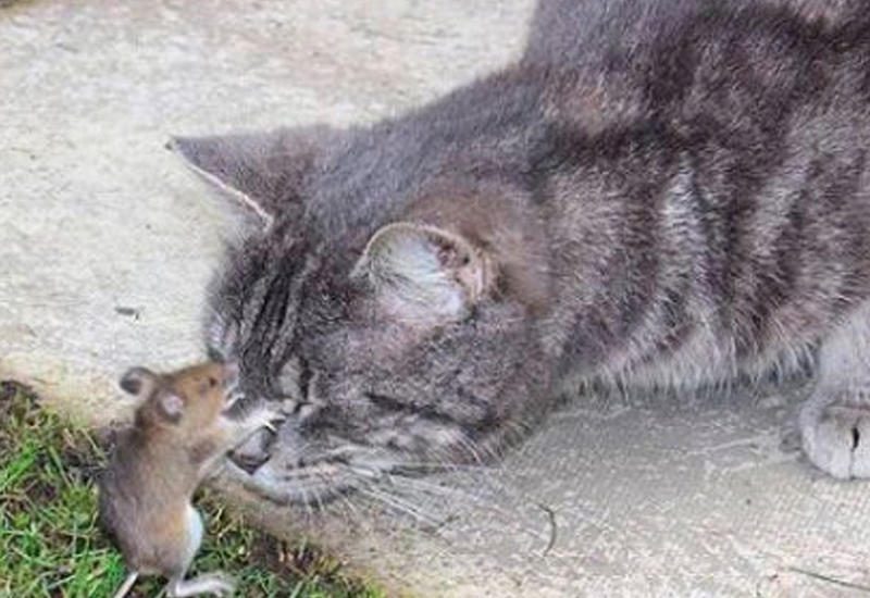 Кот слишком долго играл с мышкой и лишился обеда