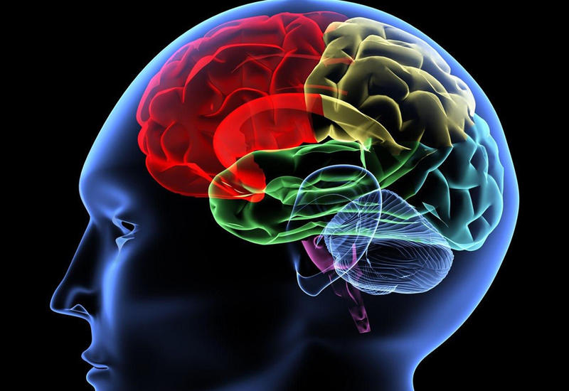 7 неразгаданных тайн мозга