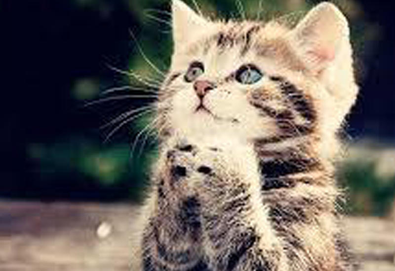 Как кошки спасали людей