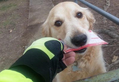 Удивительные вещи, которые люди в этом году сделали для животных <span class="color_red"> - 11 ФОТО</span>