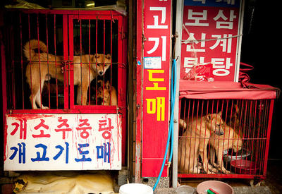 В Южной Корее закроют крупнейший рынок собачьего мяса <span class="color_red">- 4 ФОТО</span>