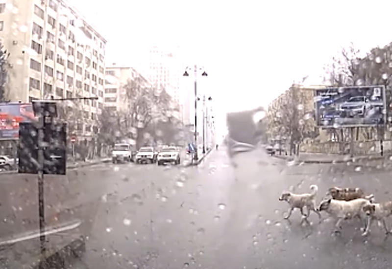 Мастер-класс от бакинских дворняг бакинским пешеходам