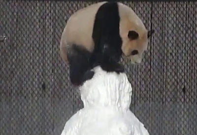 Панда в Торонто подралась со снеговиком <span class="color_red">- ВИДЕО</span>