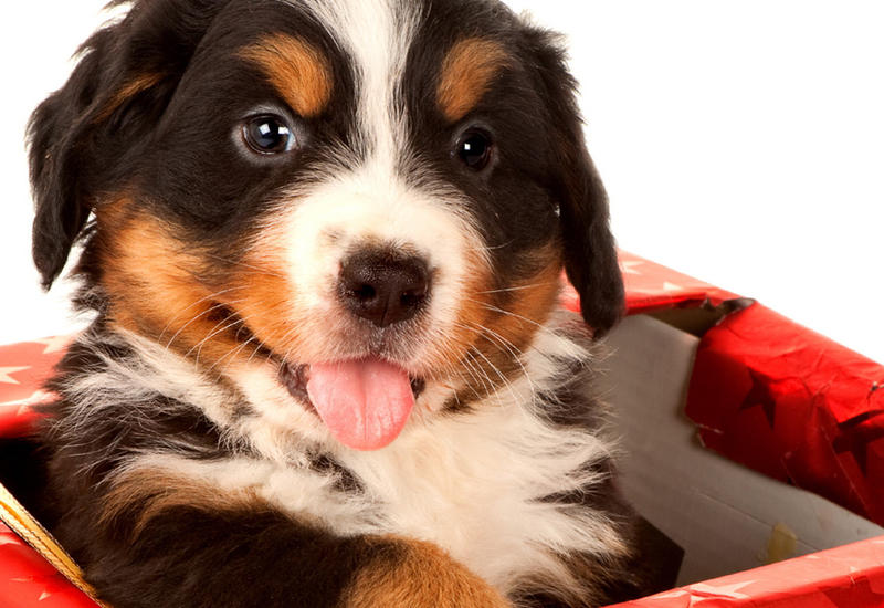 Трогательная реакция женщины, получившей в подарок щенка