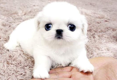 Кто на свете всех милее? Самые трогательные питомцы года <span class="color_red"> - 9 ФОТО</span>