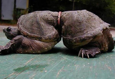 22 жутчайших фотофакта о том, как мусор убивает нашу планету