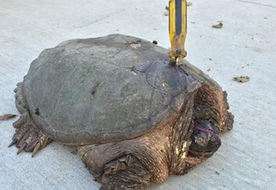 В эту черепаху кто-то воткнул отвертку. Но она не сдавалась <span class="color_red">- 4 ФОТО</span>