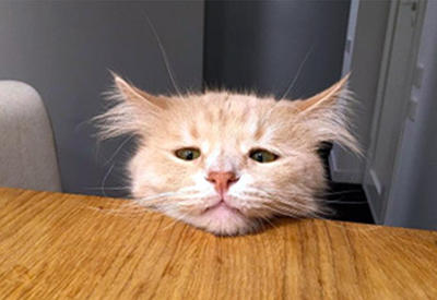 Вечно печальный кот по кличке Пончик стал звездой соцсетей <span class="color_red">- 3 ФОТО</span>