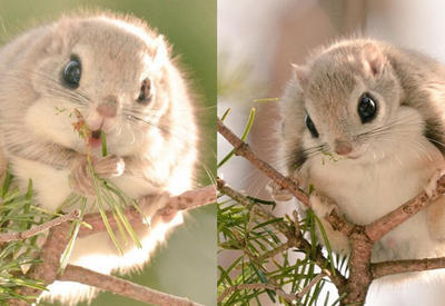 Японские летяги - самые очаровательные существа на Земле <span class="color_red">- 8 ФОТО</span>