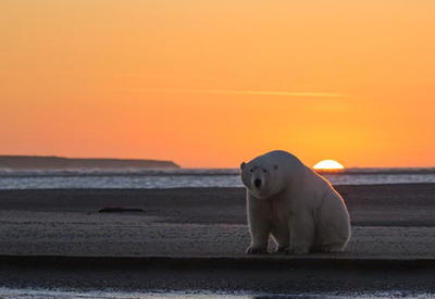 Резвящиеся в песках Аляски белые медведи <span class="color_red">- 7 ФОТО</span>