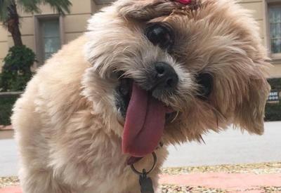 Вот как брошенная собака обрела новый дом и стала звездой Instagram <span class="color_red">- 10 ФОТО</span>