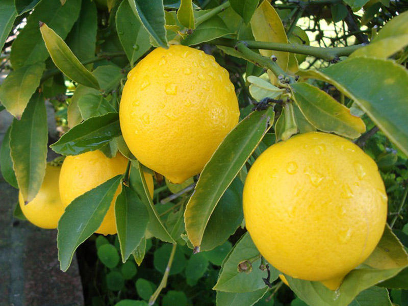 Biri 15 manata... limon