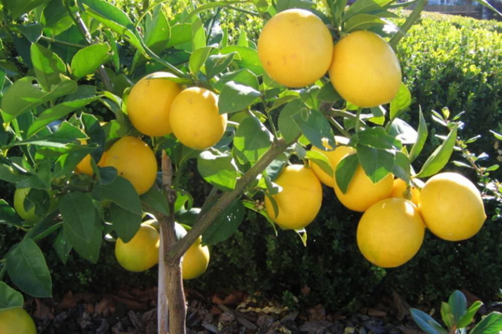 Biri 15 manata... limon