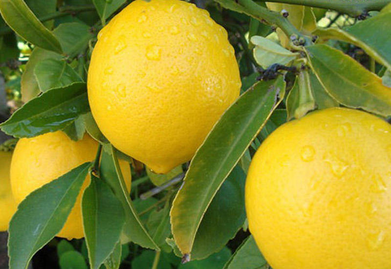 Biri 15 manata... limon