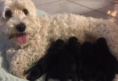 У белой собаки родились абсолютно чёрные щенки - 4 ФОТО