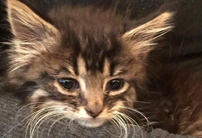 История о кошке, которая родилась без передних лап - 7 ФОТО