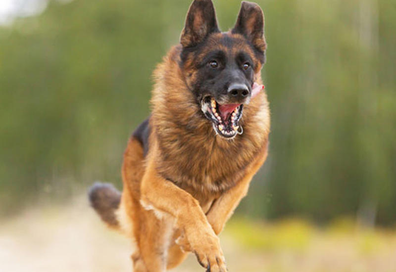 Yeni doğulan körpə itlərə atıldı - Rusiyada