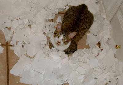 20 доказательств того, что котики — это милые и пушистые хулиганы