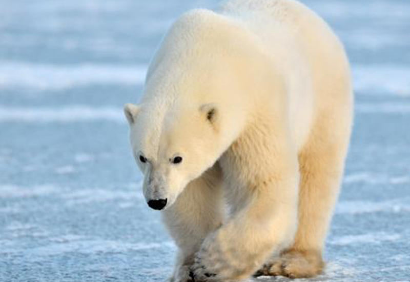 Американские ученые узнали, что видит белый медведь