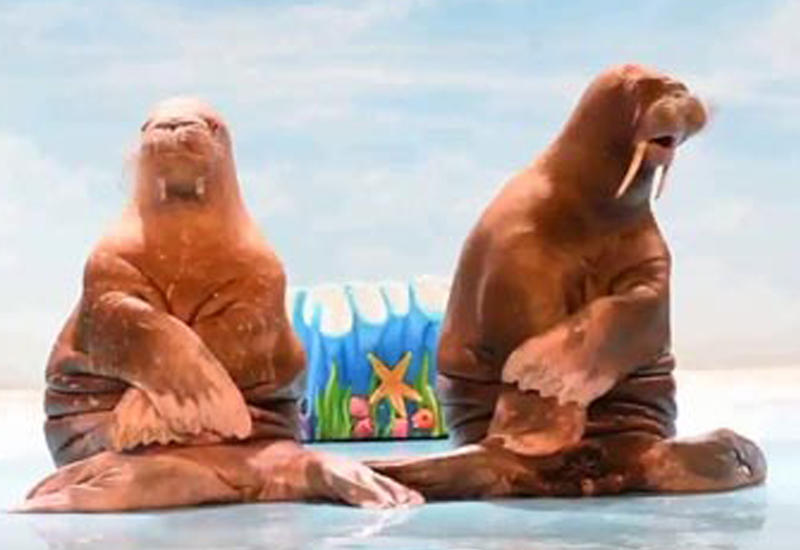 Моржи синхронно станцевали под популярную в Китае песню